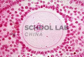 Prepared Microscope Slide - Ovary - Thin Section